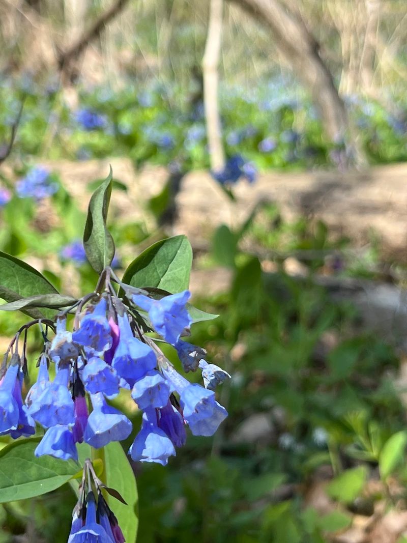 Spring Wildflowers That Take Over The Forest Floor