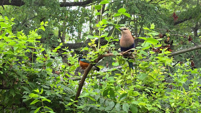 Step Inside The Aviary And Let Birds Buzz Past Step Inside The Aviary And Let Birds Buzz Past