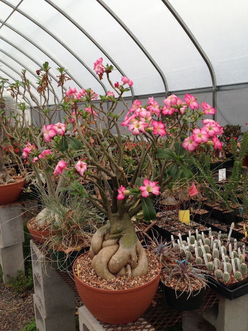 Strange Desert Plants Beyond The Usual Suspects Strange Desert Plants Beyond The Usual Suspects