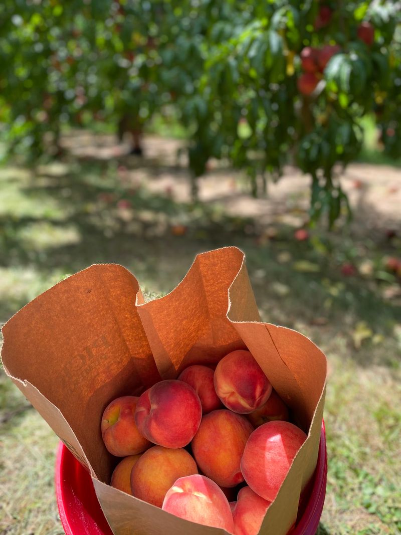 Summer Brings Peaches And Nectarines To The Rows