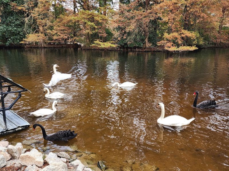 Sumter, Swans, Irises, and Small-Town Ease Sumter, Swans, Irises, and Small-Town Ease