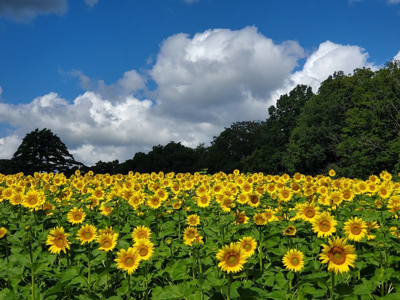Sunflower Soiree and Festival, Canterbury