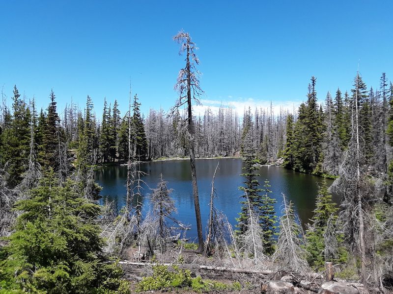 Suttle Lake, a Forest Bowl Twenty Minutes West Suttle Lake, a Forest Bowl Twenty Minutes West