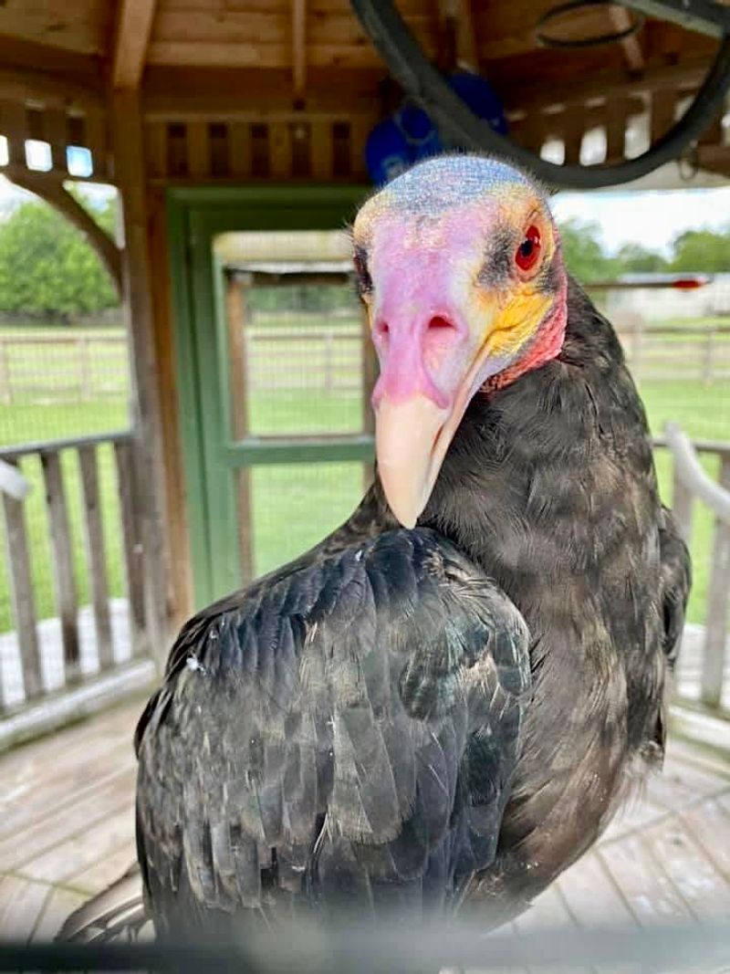 TGR Exotics Wildlife Park
