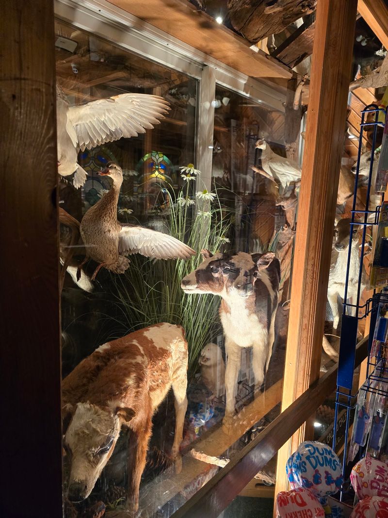 Taxidermy, Antiques, And A Two-Headed Calf
