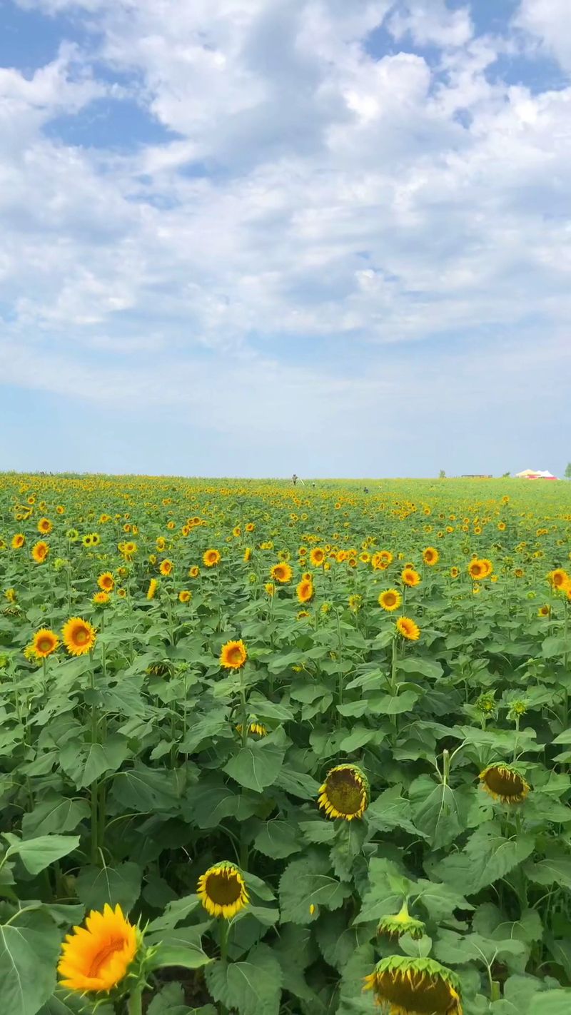 Ten To Fourteen Acres Of Gold In Howard County