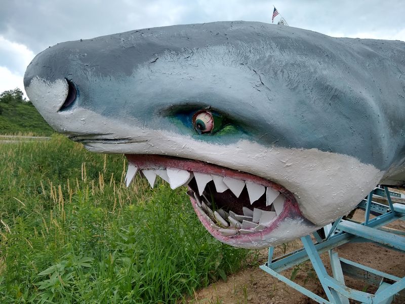 That Shark From Jaws