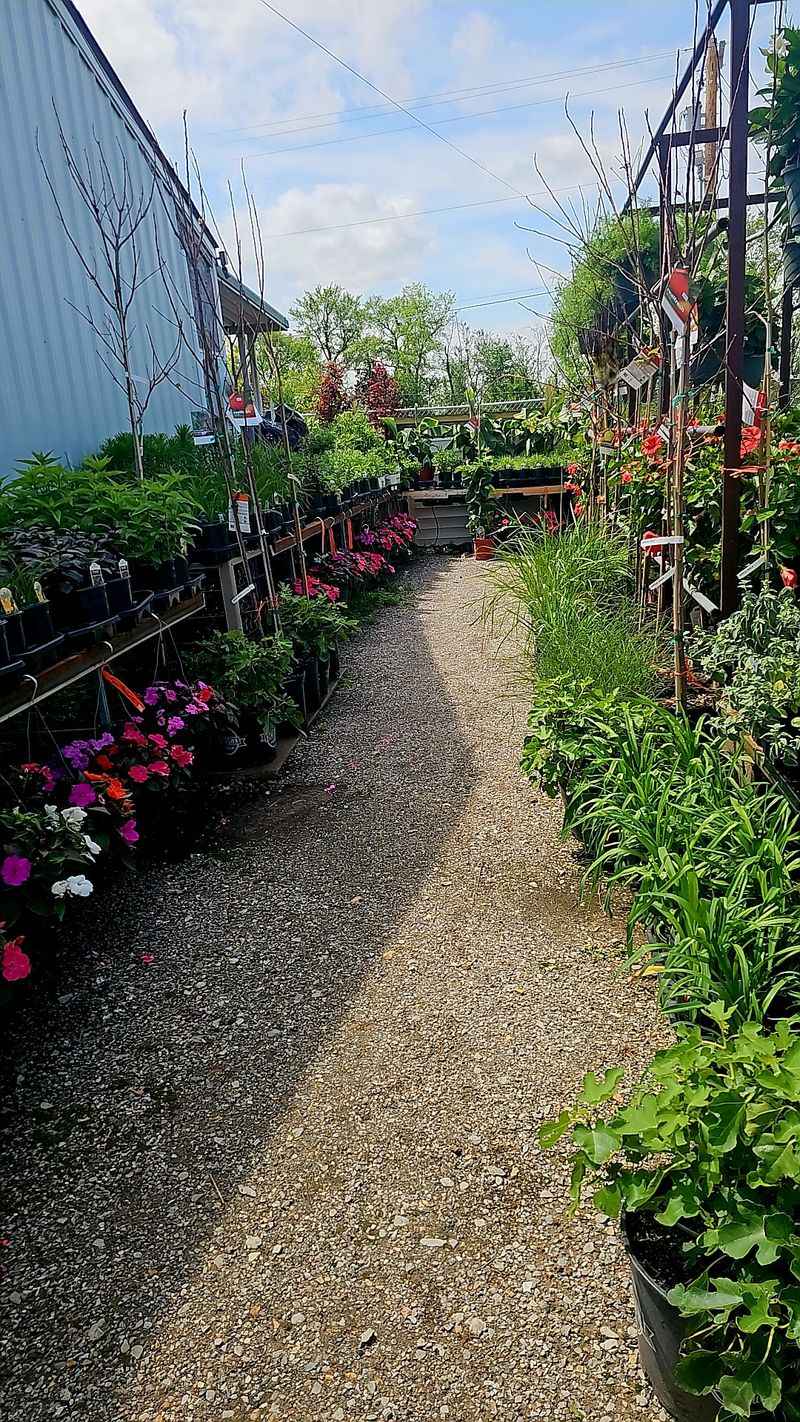 That Wall Of Chrysanthemums That Wall Of Chrysanthemums