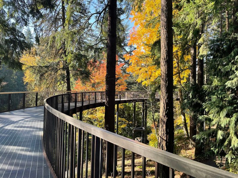 The Aerial Tree Walk Above the Forest Floor