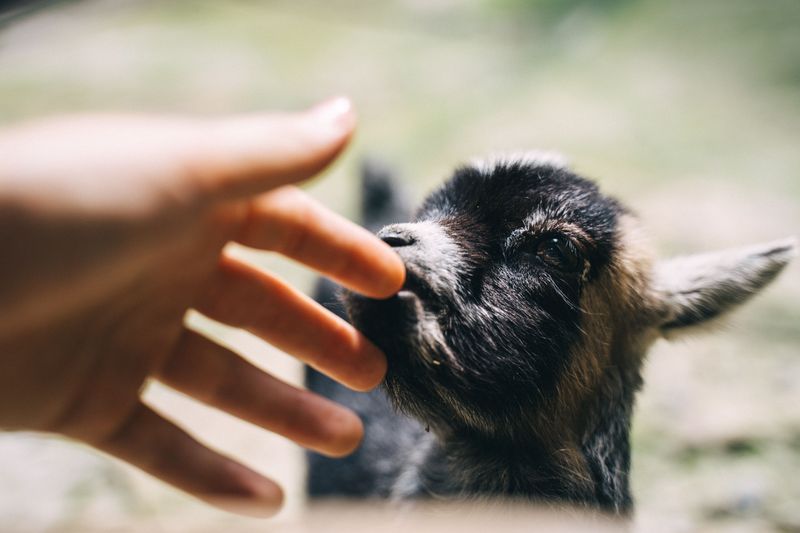 The Animals You Can Actually Touch and Hold