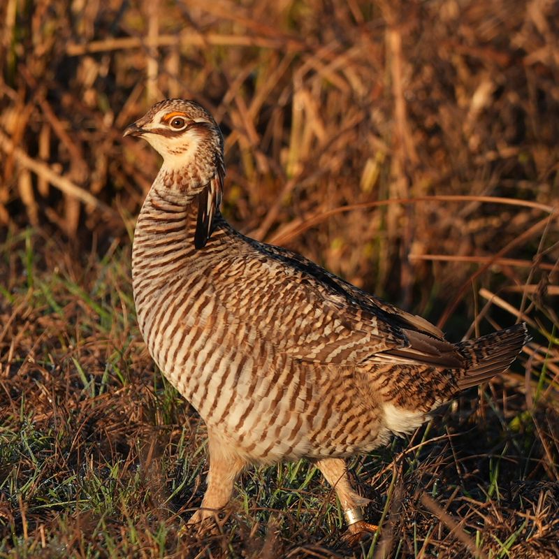 The Attwater's Prairie Chicken, A Bird on the Edge of Survival