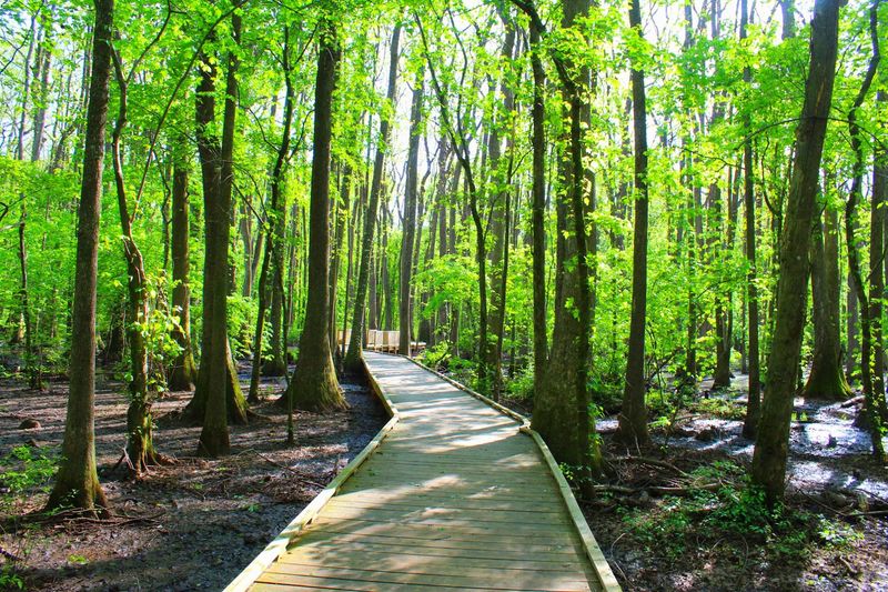 The Boardwalk Itself Is Genuinely Worth the Trip The Boardwalk Itself Is Genuinely Worth the Trip