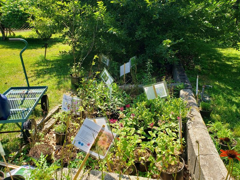 The Butterfly Garden And Native Plantings The Butterfly Garden And Native Plantings