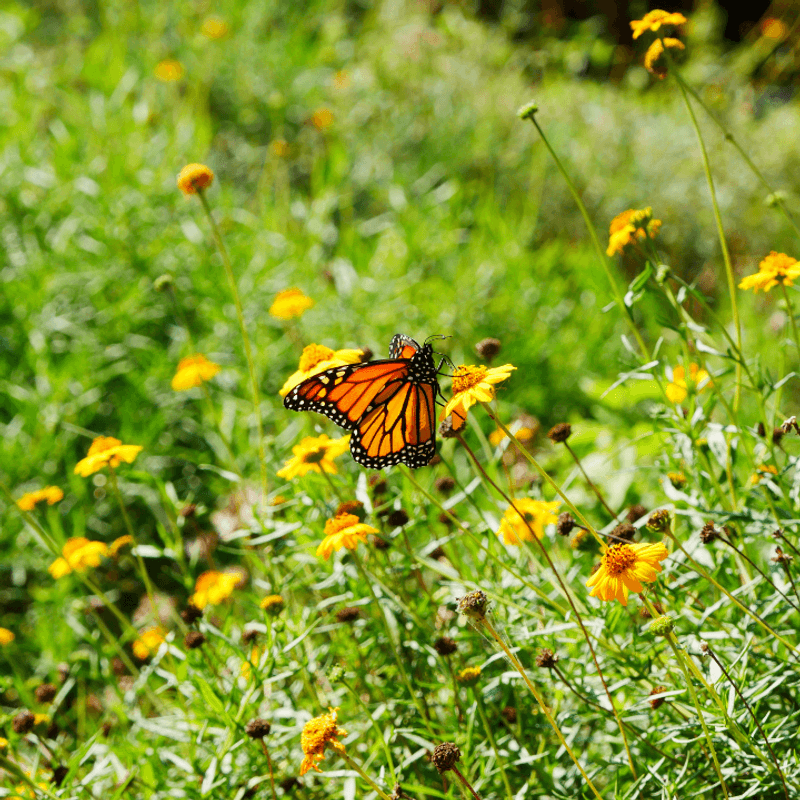 The Butterfly Garden, One of the Most Diverse in the Entire Region The Butterfly Garden, One of the Most Diverse in the Entire Region