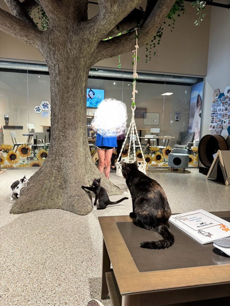 The Cage-Free Cat Lounge Experience