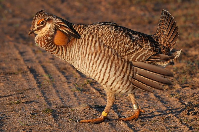 The Captive Breeding Program Keeping the Species Alive