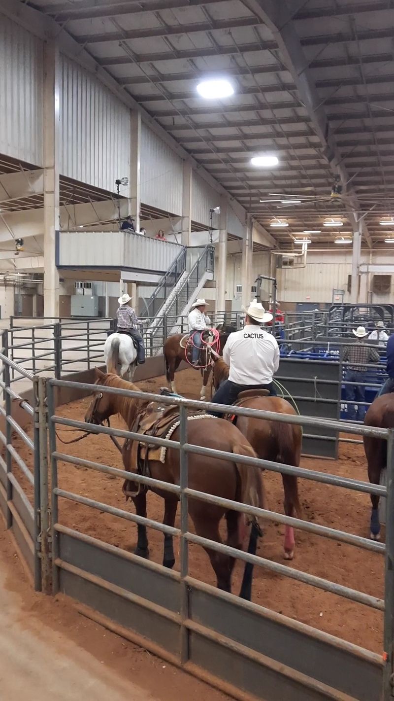 The Crowd Loves Mutton Bustin The Crowd Loves Mutton Bustin