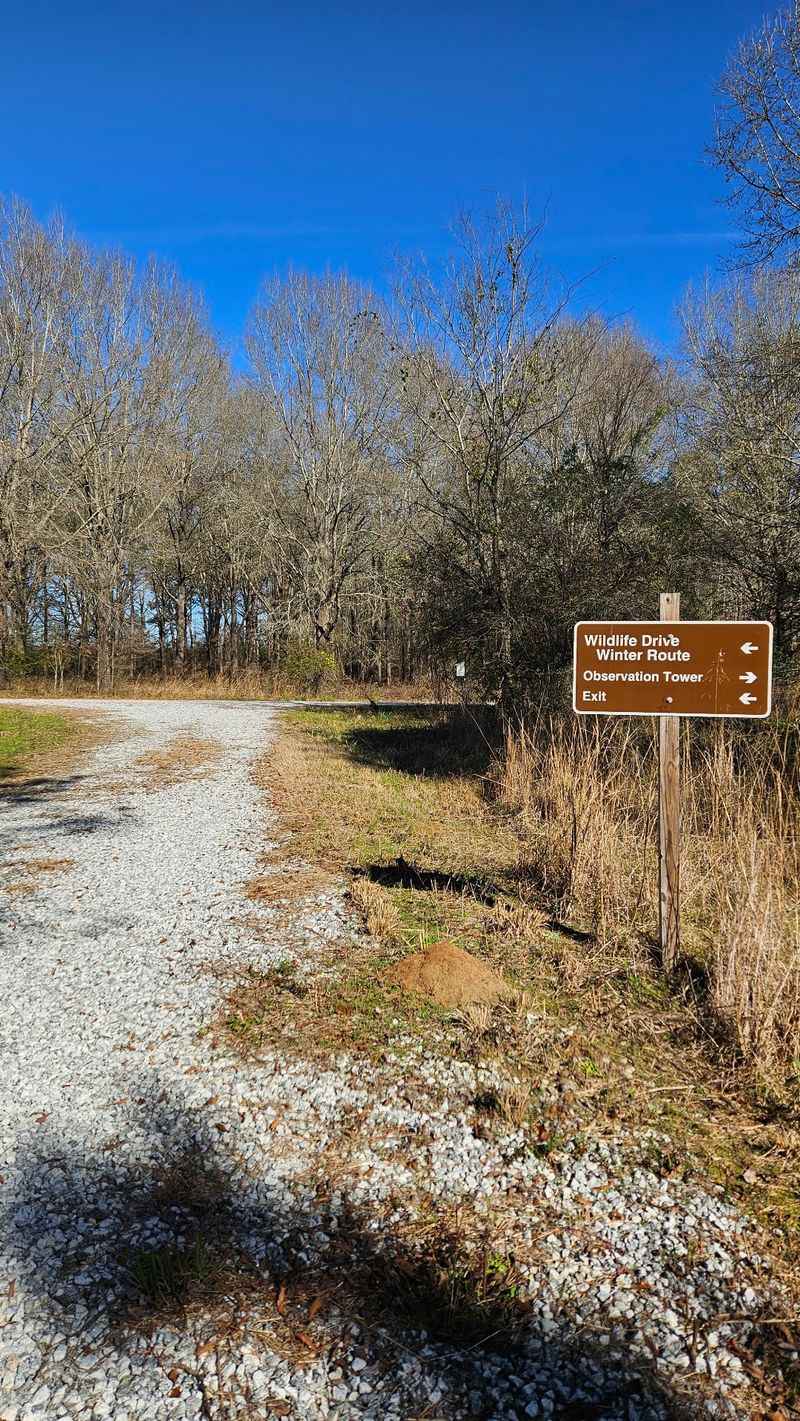 The Eight-Mile Wildlife Drive That Feels Like Your Own Private Safari