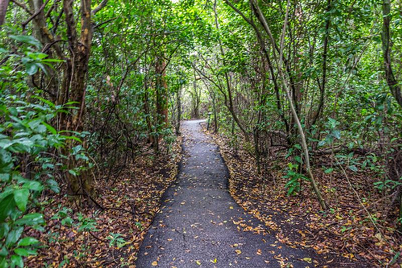 The Everglades in Peak Mosquito Season
