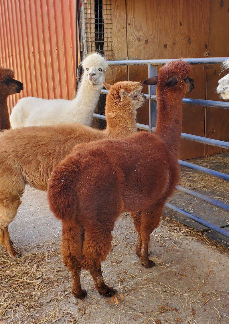 The Farm Gift Shop Is a Treasure You Did Not Know You Needed The Farm Gift Shop Is a Treasure You Did Not Know You Needed
