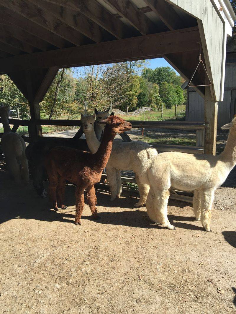 The Fascinating World of Alpaca Fiber The Fascinating World of Alpaca Fiber