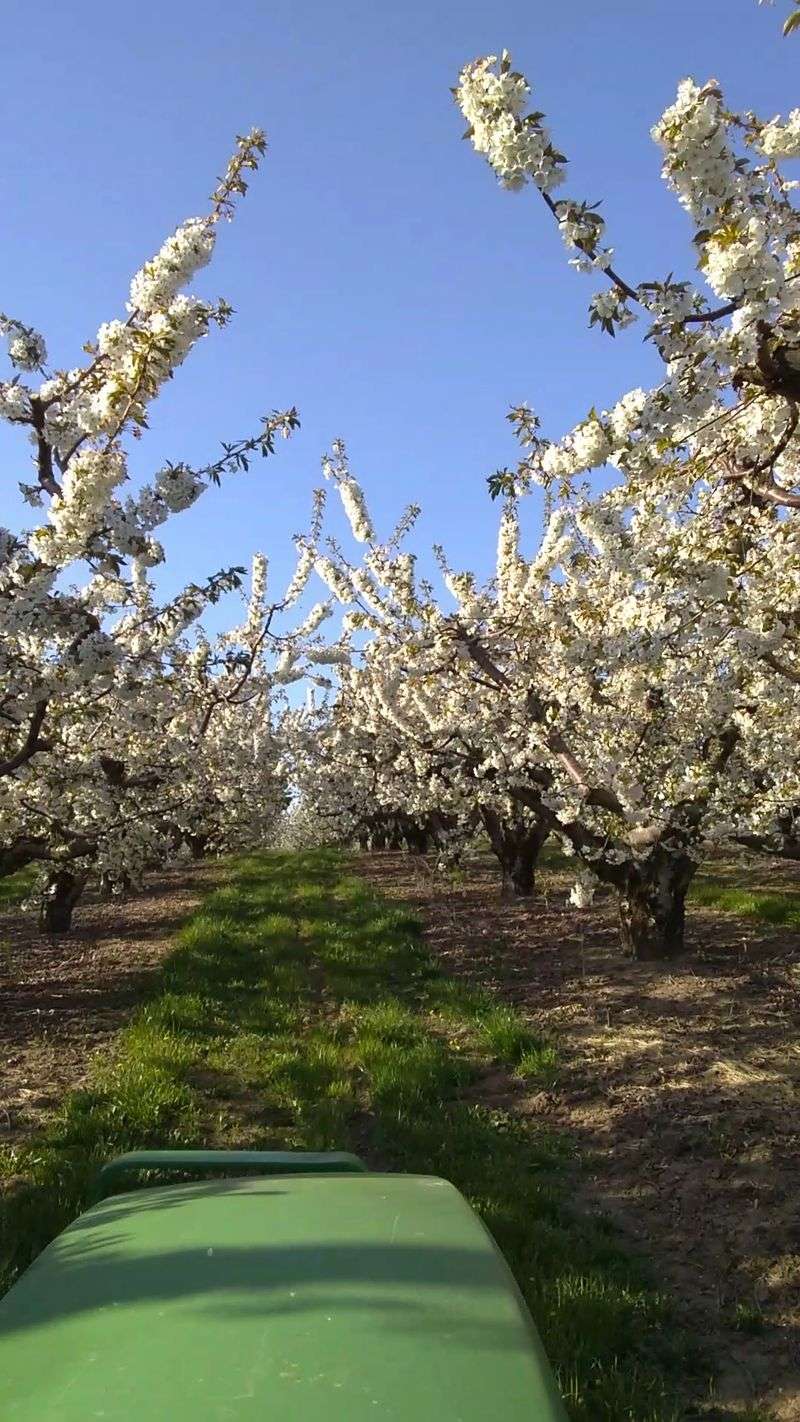 The Fruit Loop and Its Endless Orchards The Fruit Loop and Its Endless Orchards