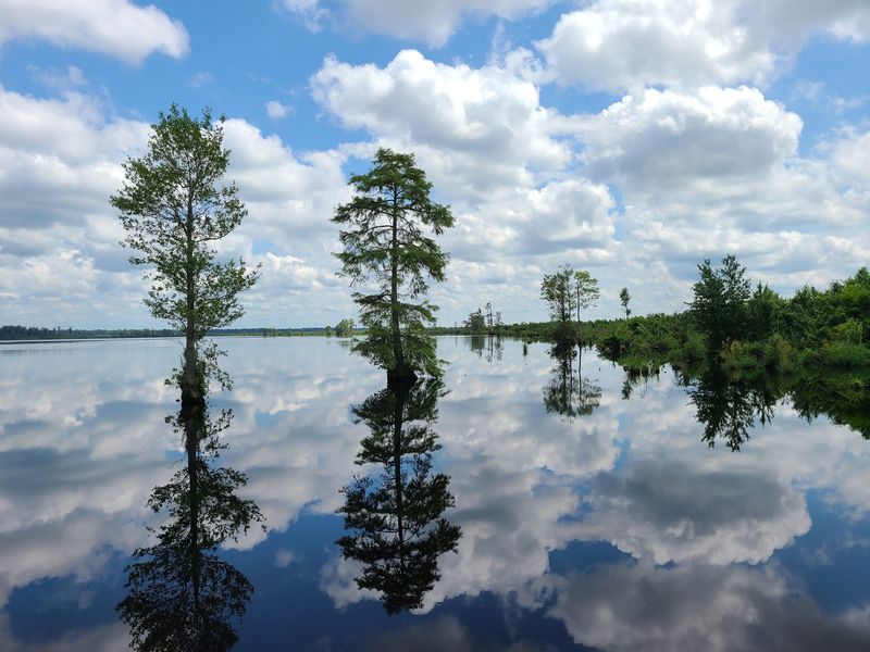 The Great Dismal Swamp, Suffolk