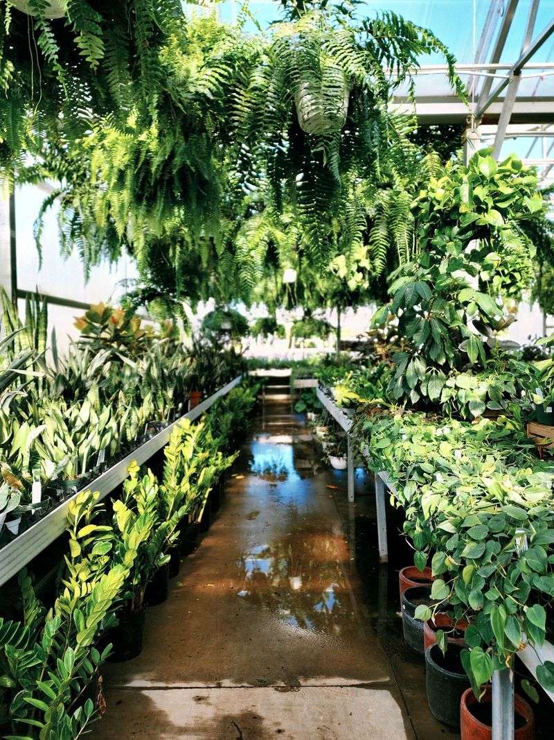 The Greenhouse Next Door Feels Like A Bonus Trip The Greenhouse Next Door Feels Like A Bonus Trip