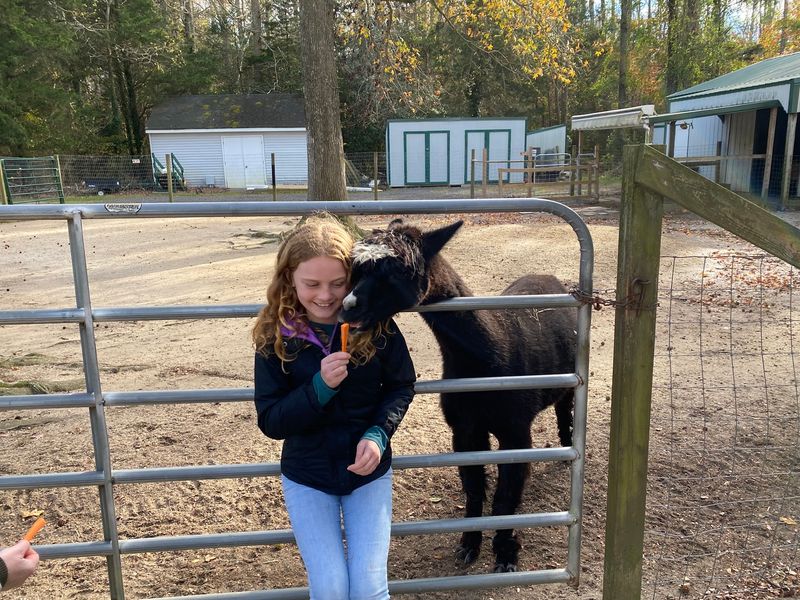 The Joy of Feeding Carrots by Hand