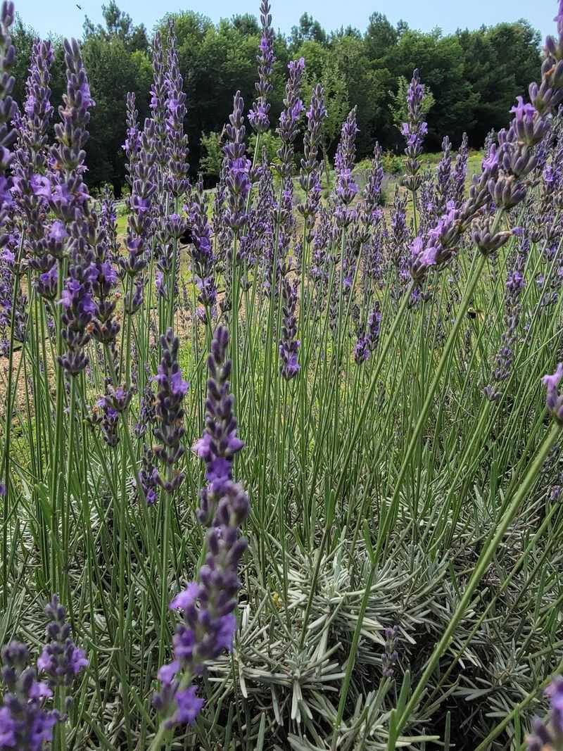 The Lavender Fields That Honestly Look Like a Painting The Lavender Fields That Honestly Look Like a Painting