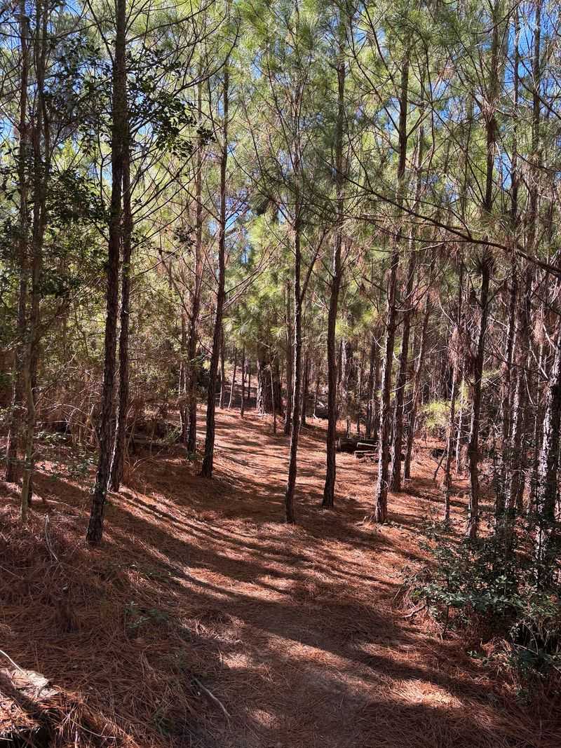 The Lost Pines, A Forest That Shouldn't Be Here