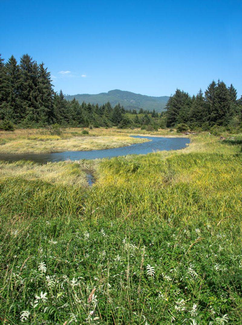 The Lush Ecosystem of Woodland, Wetland, and Shore The Lush Ecosystem of Woodland, Wetland, and Shore