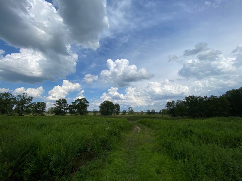 The Meadow That Soothes Your Soul The Meadow That Soothes Your Soul