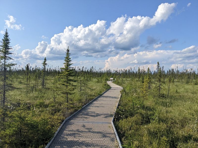 The Mile-Long Boardwalk Floating Over Ancient Peat The Mile-Long Boardwalk Floating Over Ancient Peat