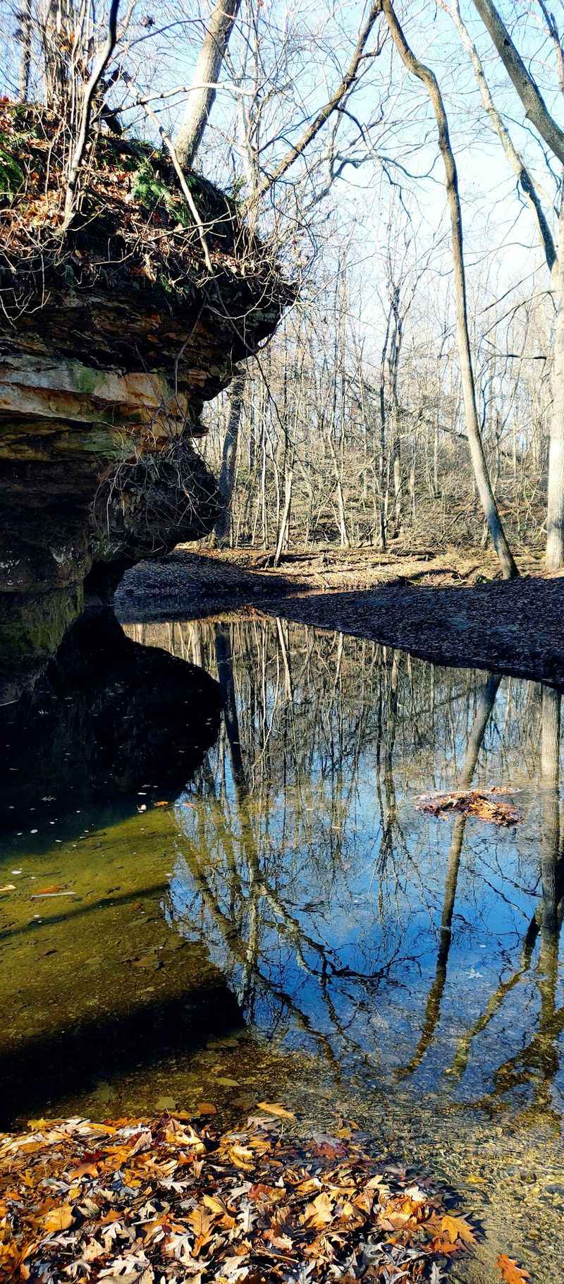 The Moss-Blanketed Boulder That Anchors the Whole Forest The Moss-Blanketed Boulder That Anchors the Whole Forest