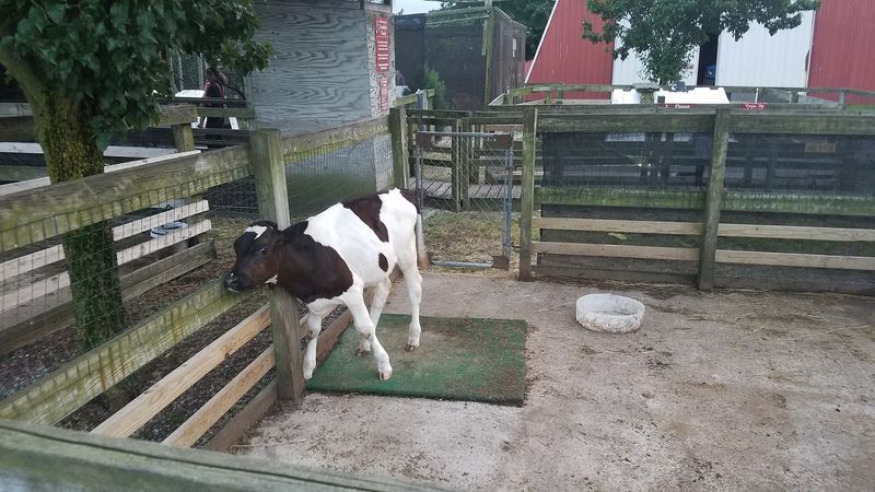 The Petting Zoo Where Bison Shared the Neighborhood