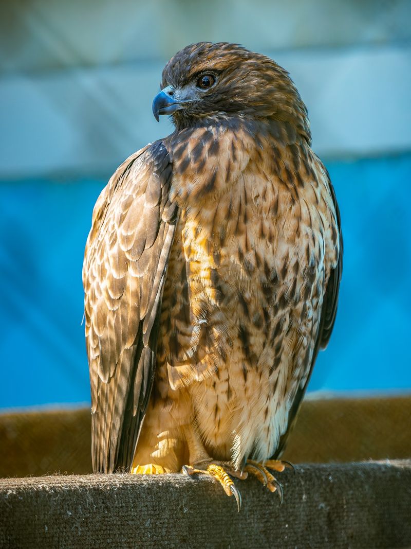 The Raptor Trust