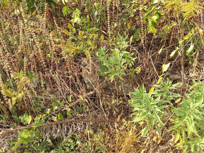 The Rare Pine Barren You Probably Never Knew Existed The Rare Pine Barren You Probably Never Knew Existed