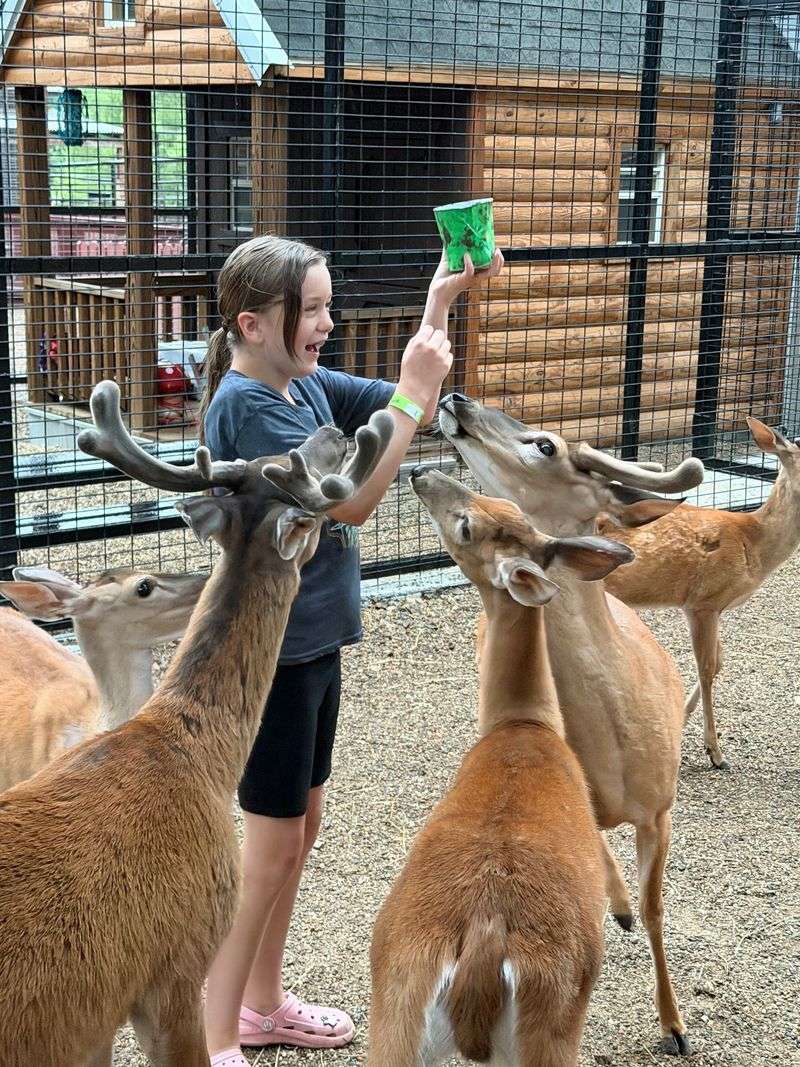The Rescue Center And Petting Zoo Feels Personal The Rescue Center And Petting Zoo Feels Personal