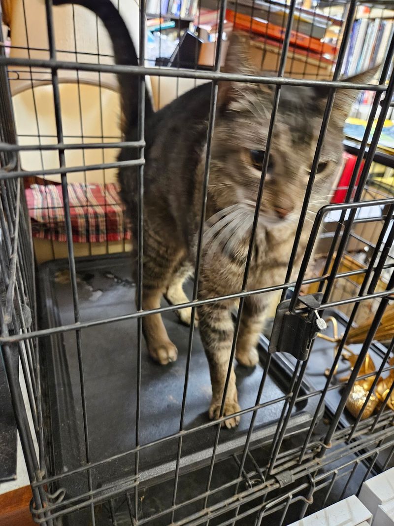 The Resident Cat Who Runs The Place