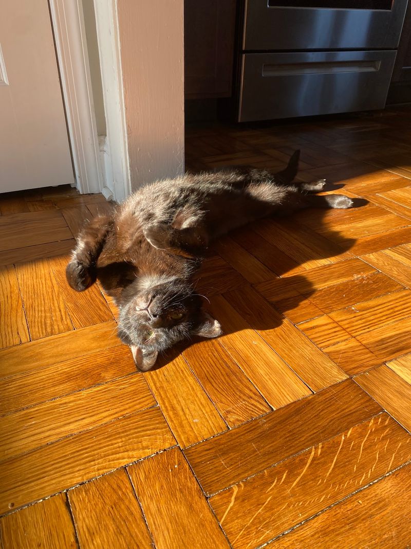 The Scratching Post, Where Cats Rule the Floor Plan