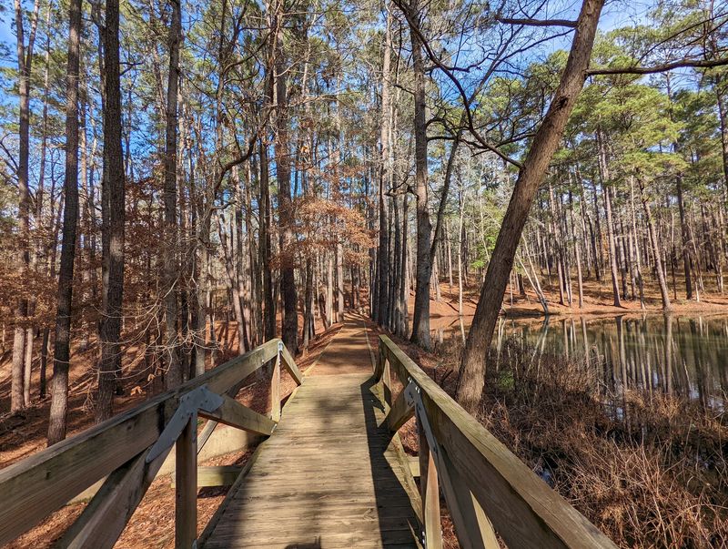 The Sentry Pine And The Short Walk That Leads To It The Sentry Pine And The Short Walk That Leads To It
