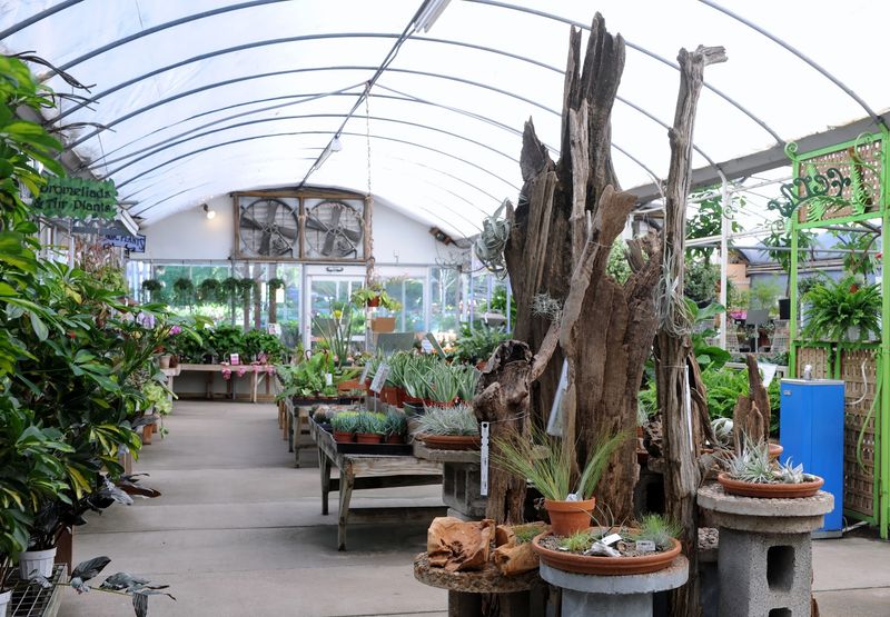 The Tropical Greenhouse Just Steps From Your Table The Tropical Greenhouse Just Steps From Your Table