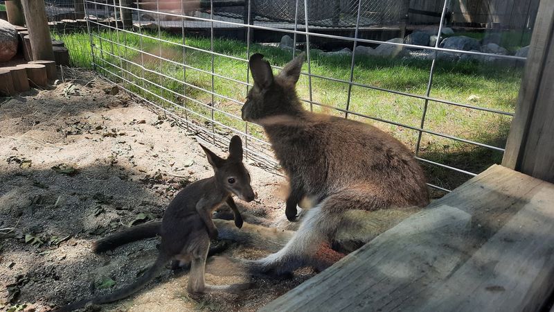 The Wallaby Walkabout Puts You Inside the Habitat