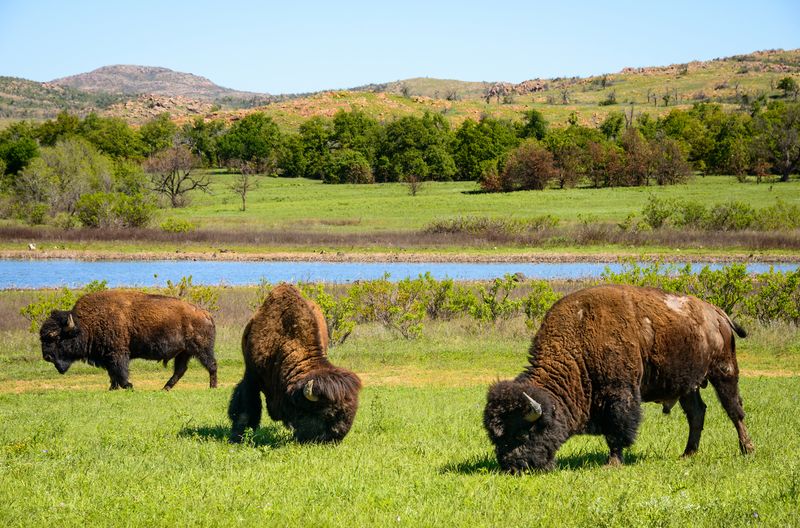 The Wildlife Changes The Mood The Wildlife Changes The Mood