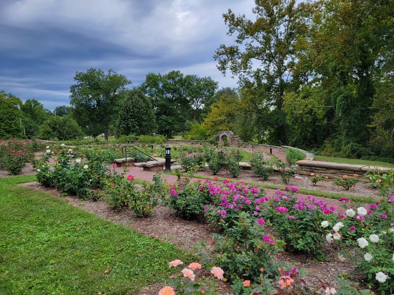 Thousands Of Roses, All In One Place