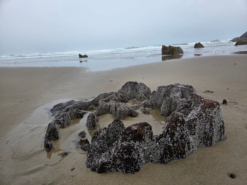 Tide Pools, Shells and Small Coastal Life Tide Pools, Shells and Small Coastal Life