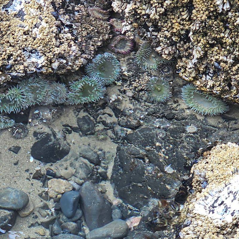 Tide Pools That Appear When the Ocean Backs Off Tide Pools That Appear When the Ocean Backs Off