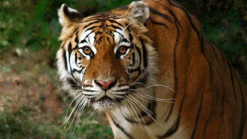 Tigers for Tomorrow Wild Animal Preserve in Attalla Tigers for Tomorrow Wild Animal Preserve in Attalla