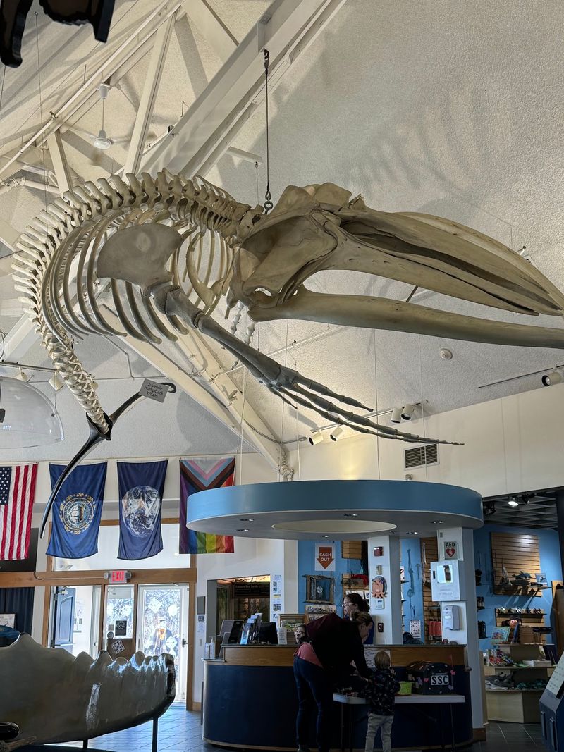 Tofu the Humpback Whale Hangs Overhead